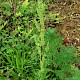 Rumex crispus