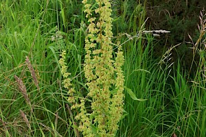 Curled Dock: Rumex crispus