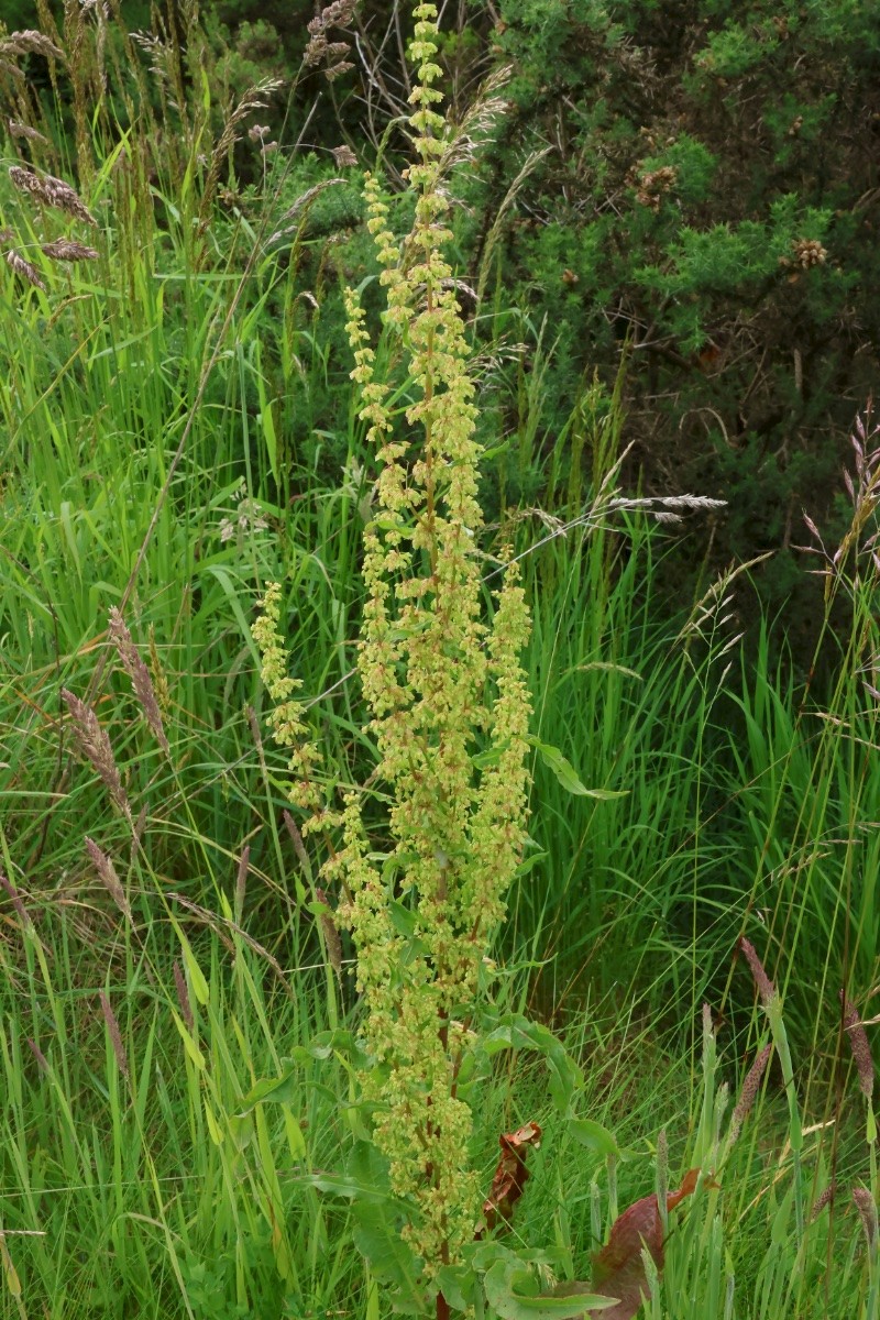 Rumex crispus - © Charles Hipkin