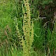 Rumex crispus