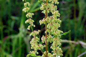 Curled Dock: Rumex crispus