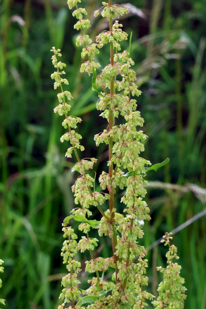 Rumex crispus - © Charles Hipkin