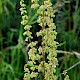 Rumex crispus