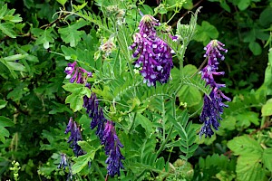 Fodder Vetch: Vicia villosa