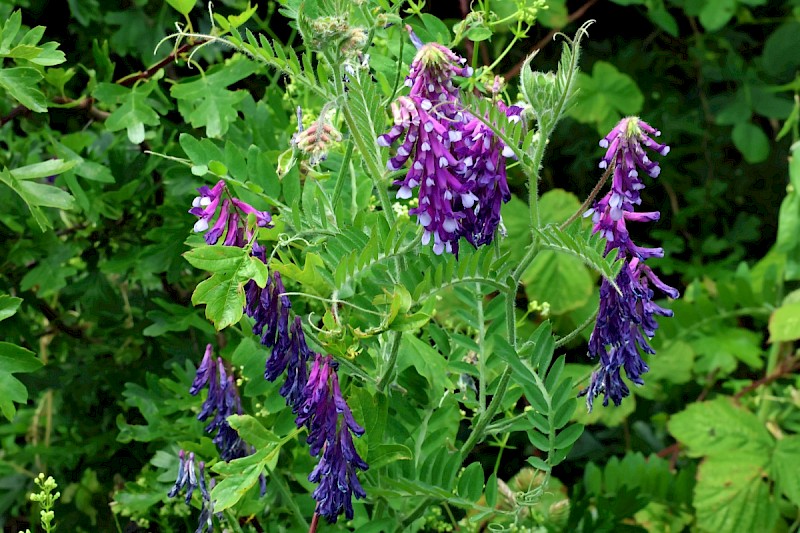 Vicia villosa - © Charles Hipkin