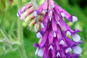 Fodder Vetch: Vicia villosa