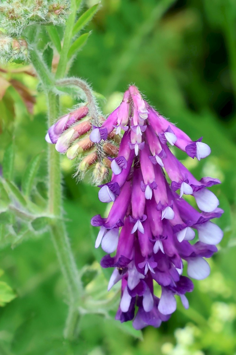 Vicia villosa - © Charles Hipkin