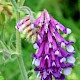 Vicia villosa