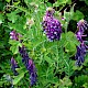 Vicia villosa