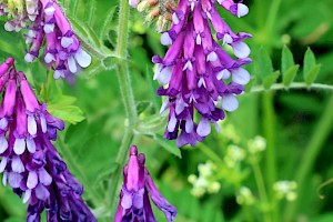 Fodder Vetch: Vicia villosa