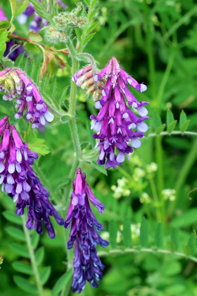 Vicia villosa - © Charles Hipkin