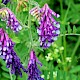 Vicia villosa