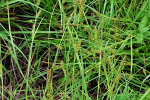 Carex distans Distant Sedge