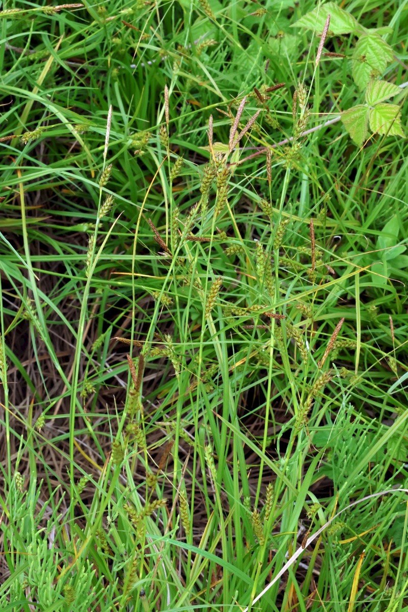 Carex distans - © Charles Hipkin