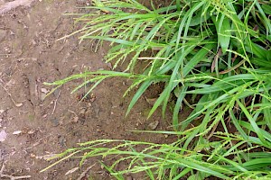 Thin-spiked Wood-sedge: Carex strigosa