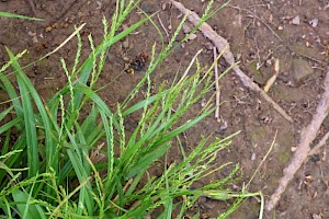 Thin-spiked Wood-sedge: Carex strigosa