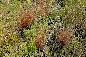 Carex buchananii Silver-spiked Sedge