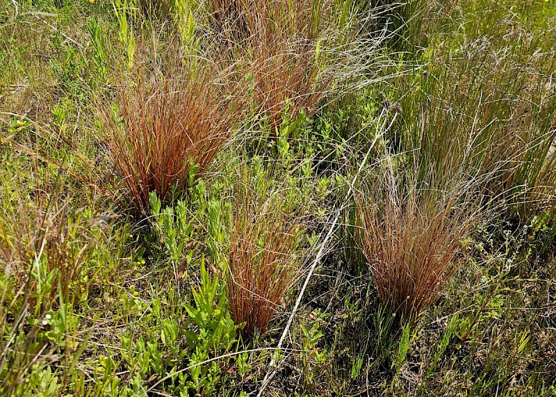 Carex buchananii - © Barry Stewart