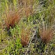 Carex buchananii