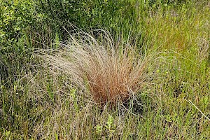 Silver-spiked Sedge: Carex buchananii