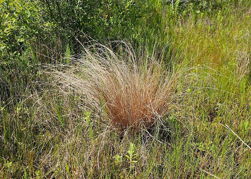 Carex buchananii - © Barry Stewart