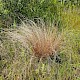 Carex buchananii