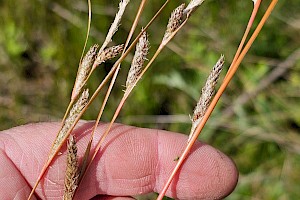 Silver-spiked Sedge: Carex buchananii