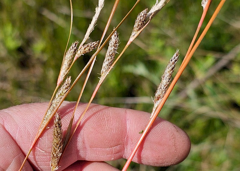 Carex buchananii - © Barry Stewart