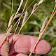 Carex buchananii