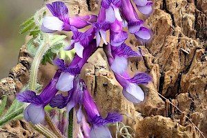 Fodder Vetch: Vicia villosa