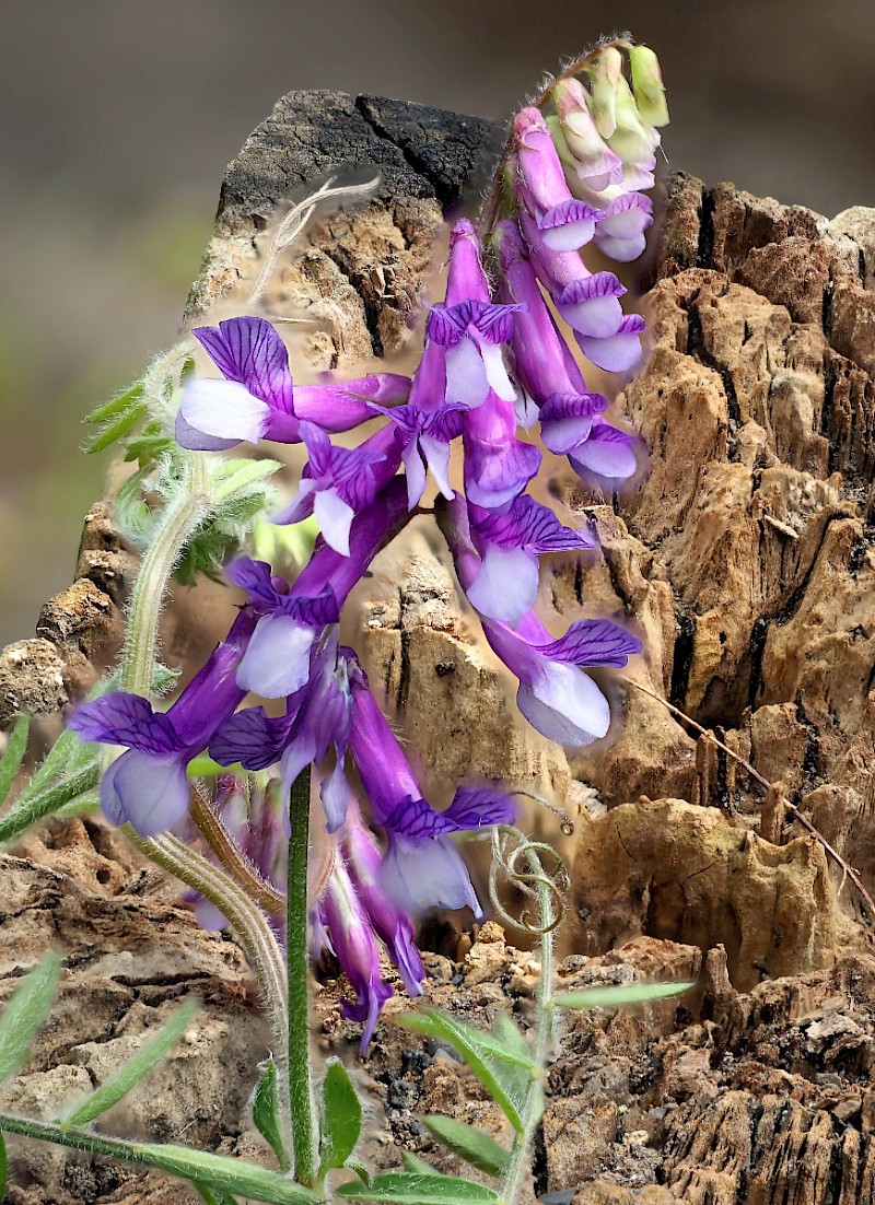 Vicia villosa - © Charles Hipkin