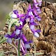 Vicia villosa