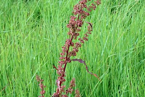 Curled Dock: Rumex crispus