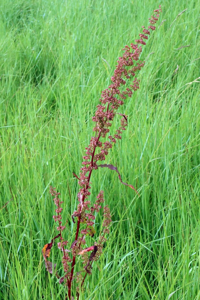 Rumex crispus - © Charles Hipkin