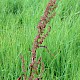 Rumex crispus