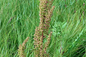 Curled Dock: Rumex crispus