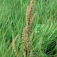 Rumex crispus