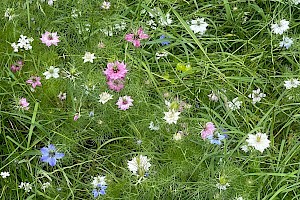 Love-in-a-mist: Nigella damascena