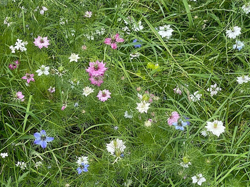 Nigella damascena - © Charles Hipkin