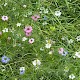 Nigella damascena