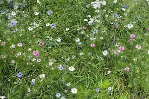 Love-in-a-mist: Nigella damascena