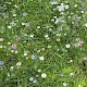 Nigella damascena