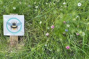 Love-in-a-mist: Nigella damascena