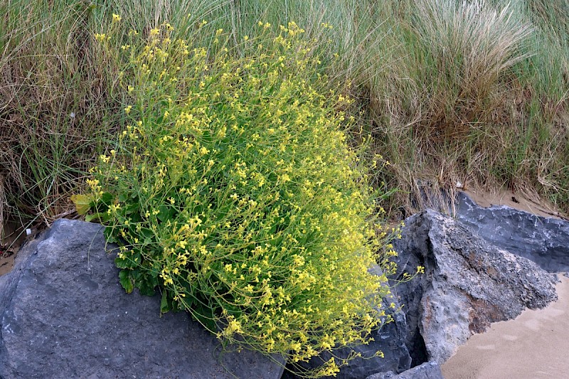 Raphanus raphanistrum subsp. maritimus - © Charles Hipkin