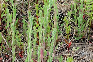 Hoary Willowherb: Epilobium parviflorum