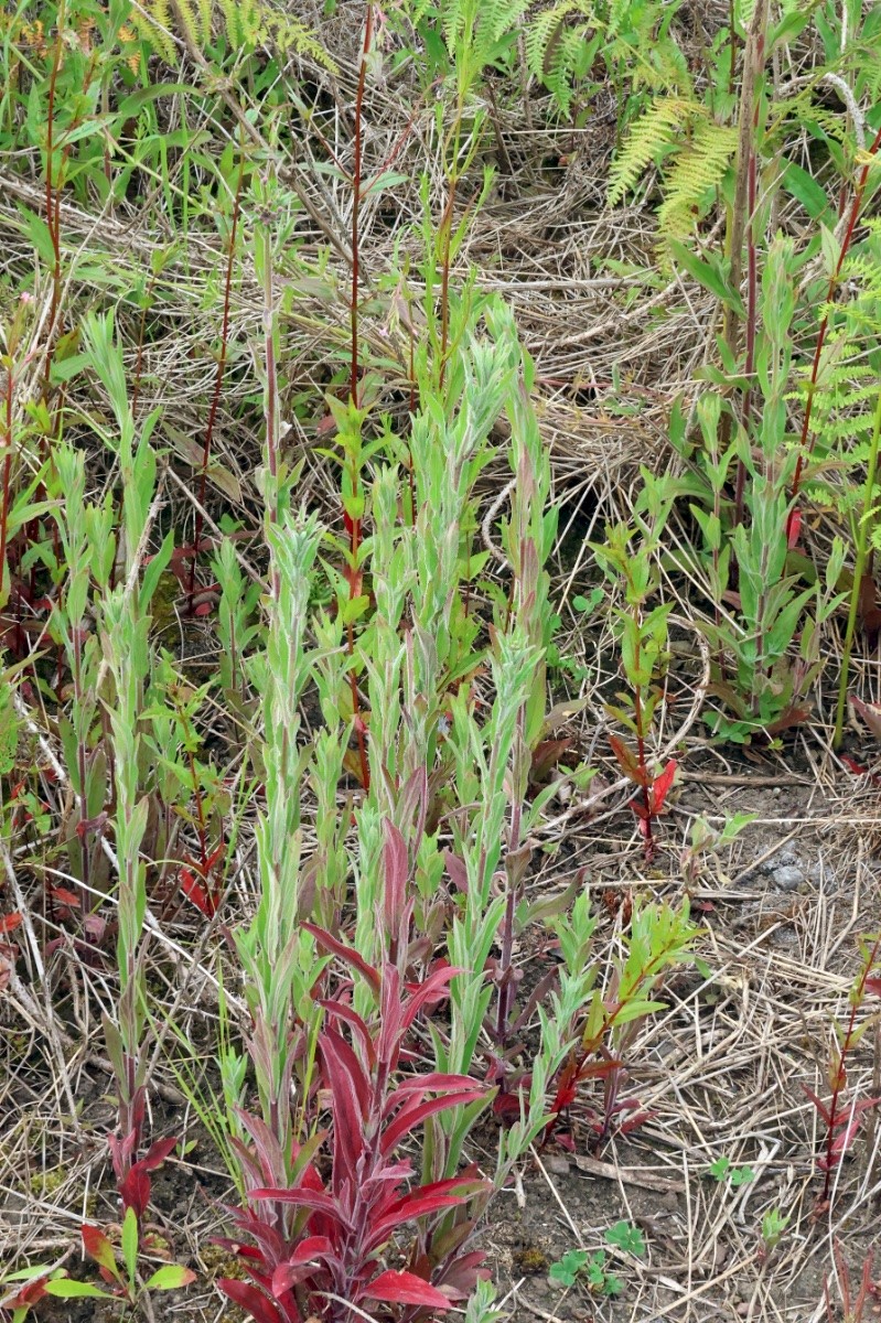 Epilobium parviflorum - © Charles Hipkin