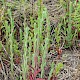 Epilobium parviflorum