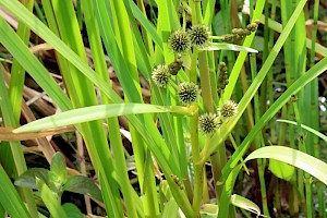 Sparganium erectum Branched Bur-reed