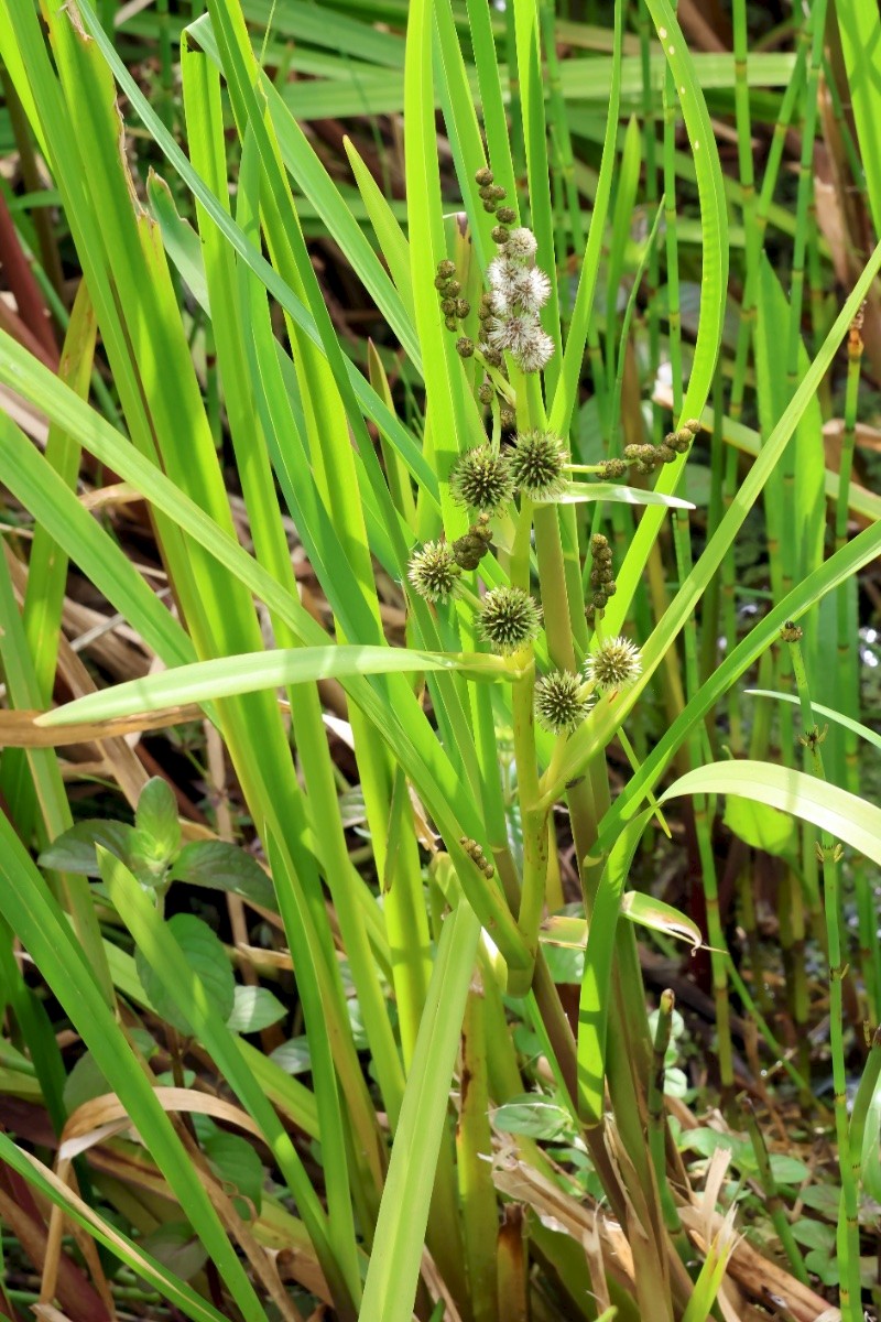 Sparganium erectum - © Charles Hipkin