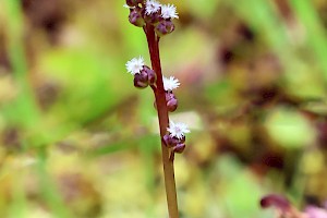 Triglochin palustris Marsh Arrowgrass